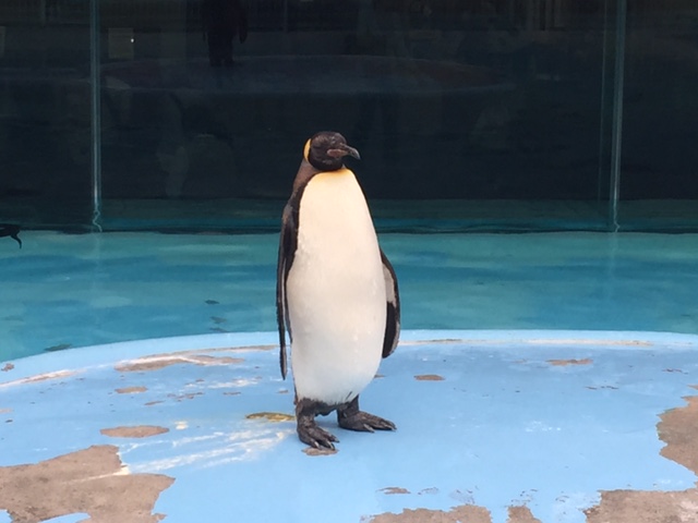 王子動物園ペンギン